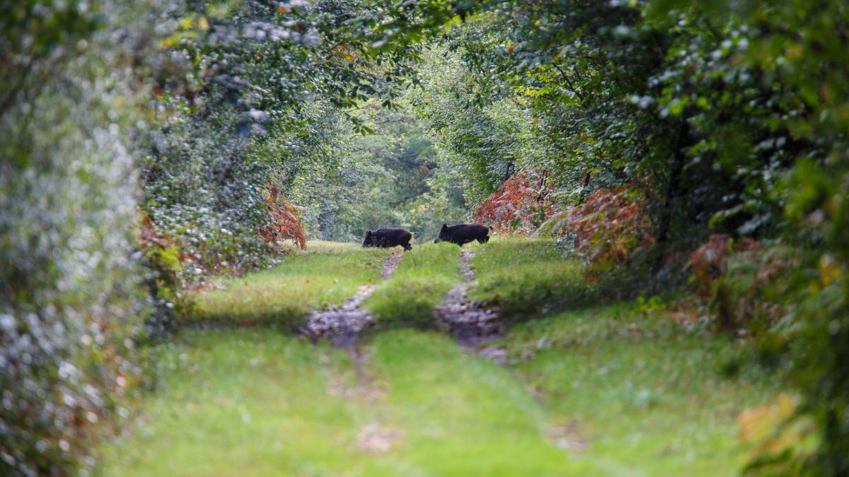 Parc De Launay Bed and Breakfast Louresse-Rochemenier Eksteriør billede